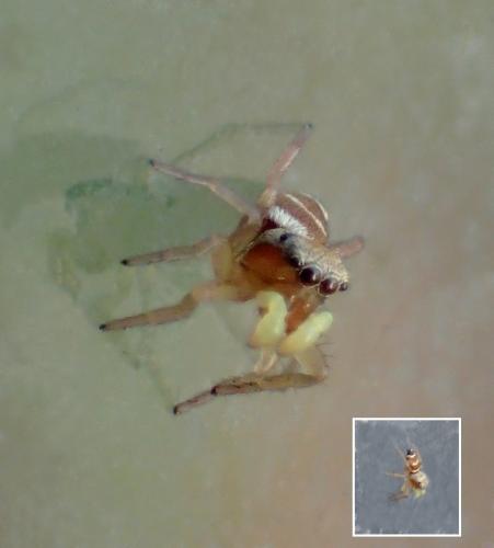 Heliophanus tribulosus